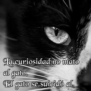 Meet your Posher, Lara